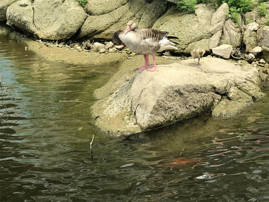 天鵝湖風(fēng)景區(qū)（泰山）速覽！(圖15)